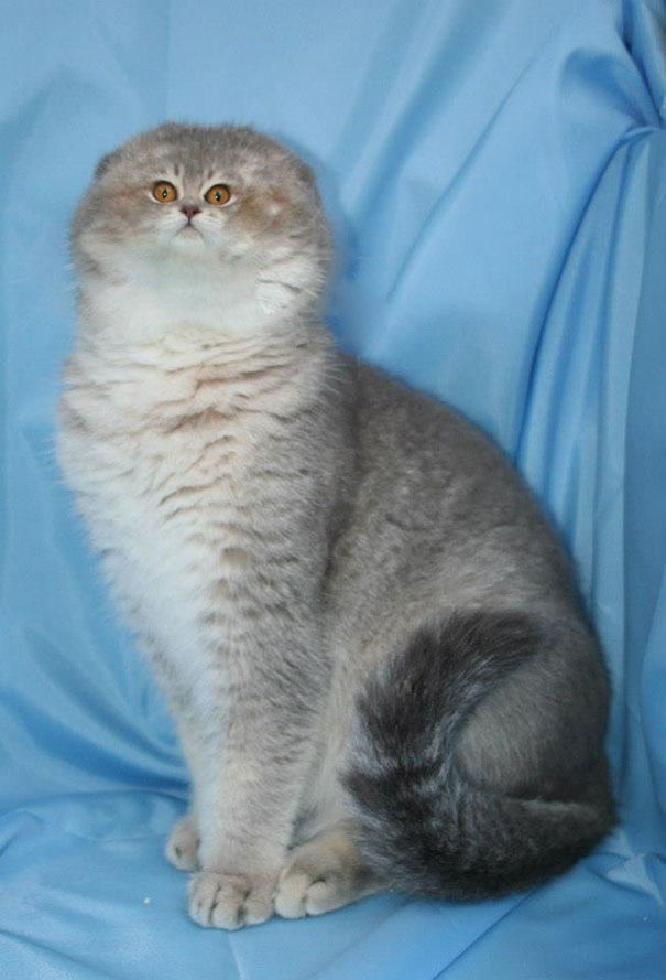 Cats With Tiny Faces