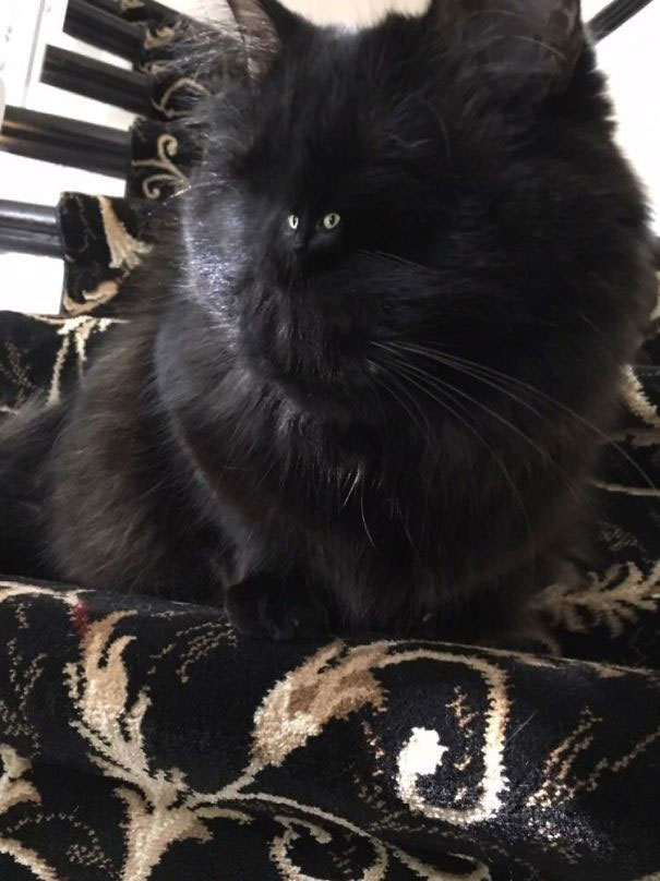 Cats With Tiny Faces