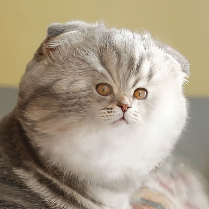 Косая Кошка Фото