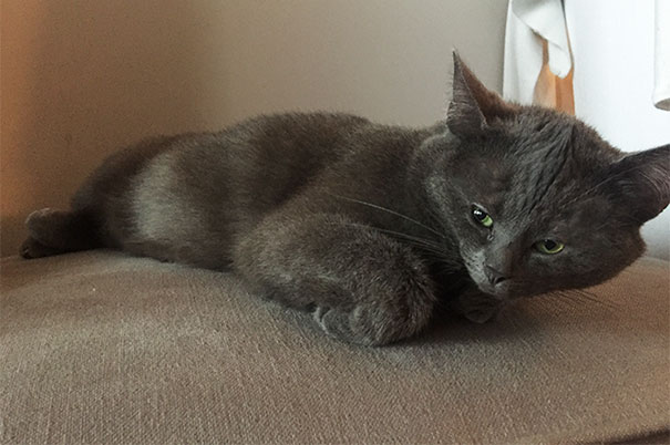 Funny-tiny-face-cats-photoshop-battle