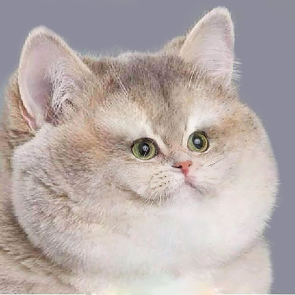 Cats With Tiny Faces