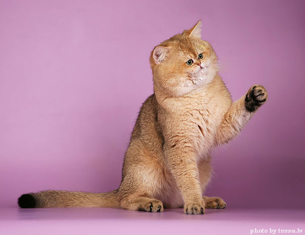 Cats With Tiny Faces