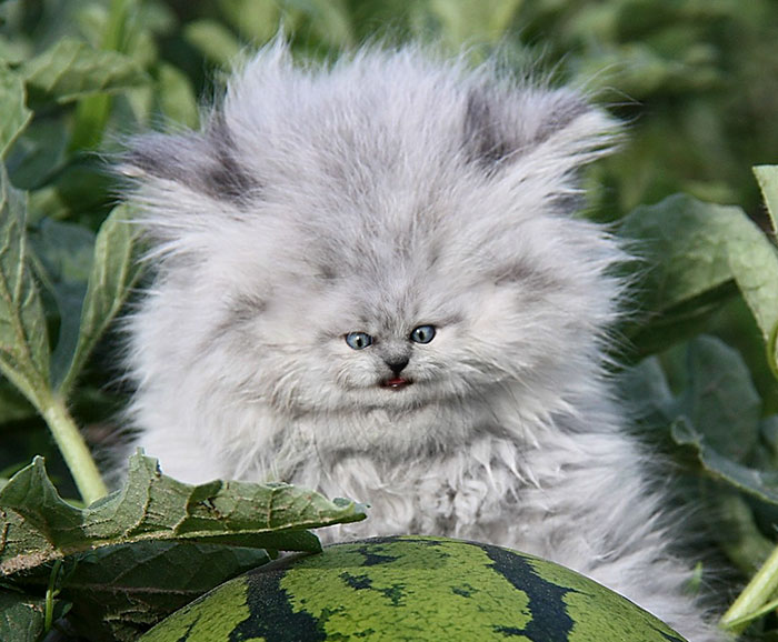 People Are ‘Breeding’ Cats With Tiny Faces, And We Can’t Decide Whether They’re Cute Or Scary (Add Yours)