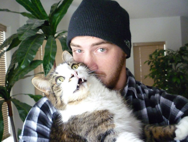 Internet Gathers Cats Who Hate Selfies And The Result Is Hilarious