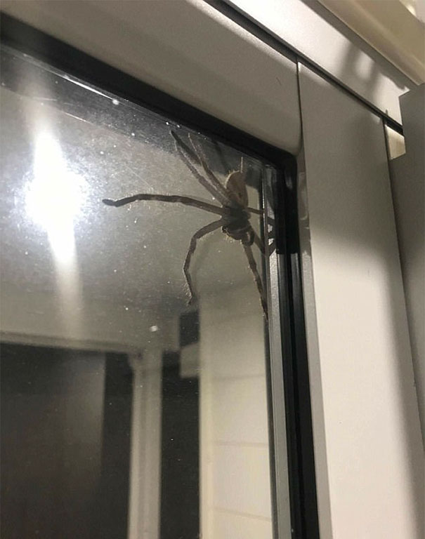 giant-spider-huntsman-aragog-lauren-ansell-queensland-3 giant-spider-huntsman-aragog-lauren-ansell-queensland-3