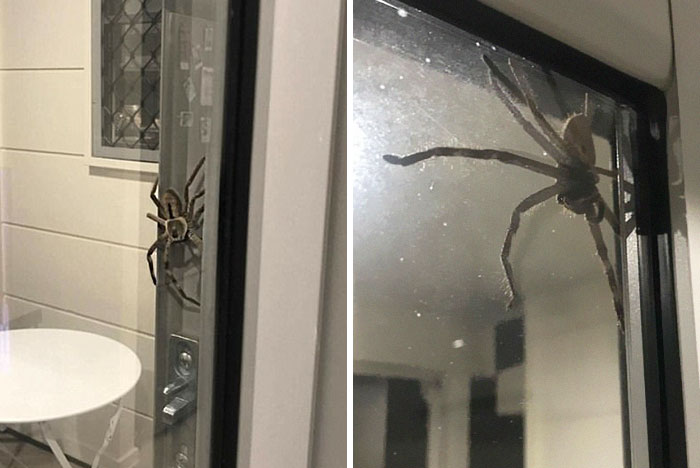 Esta pareja muestra por qué no pueden salir de casa y todos les dicen que le peguen fuego