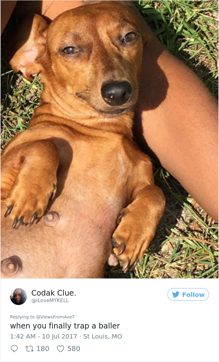 guy-pregnant-dog-maternity-photoshoot-daquan-collins-heidi (4)