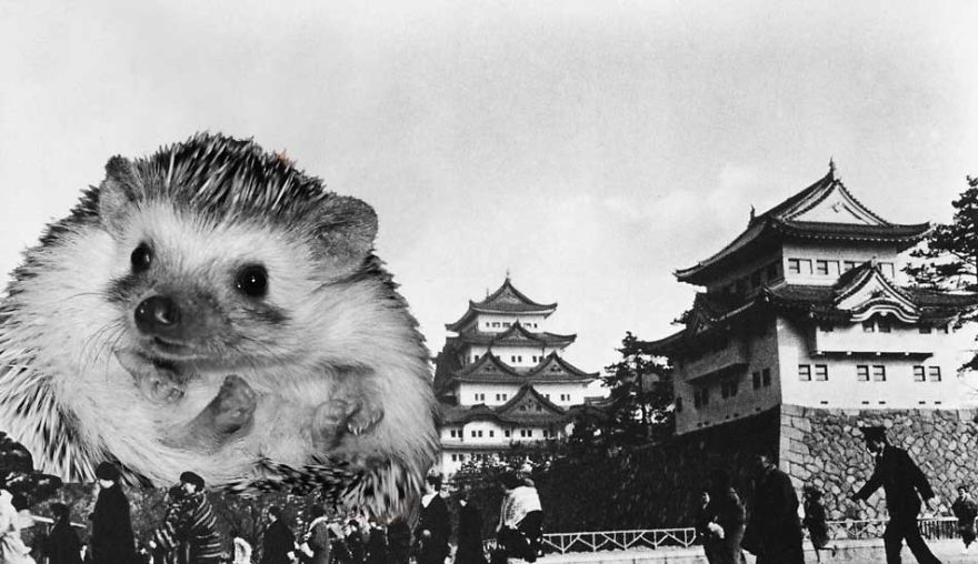 My Pet Hedgehog Has A Secret Life: Hedgezilla!