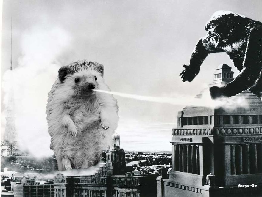 My Pet Hedgehog Has A Secret Life: Hedgezilla!