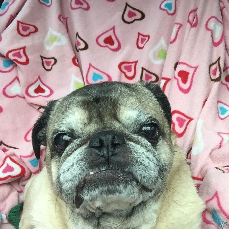 Herbert Pug Hoover The Love Pug