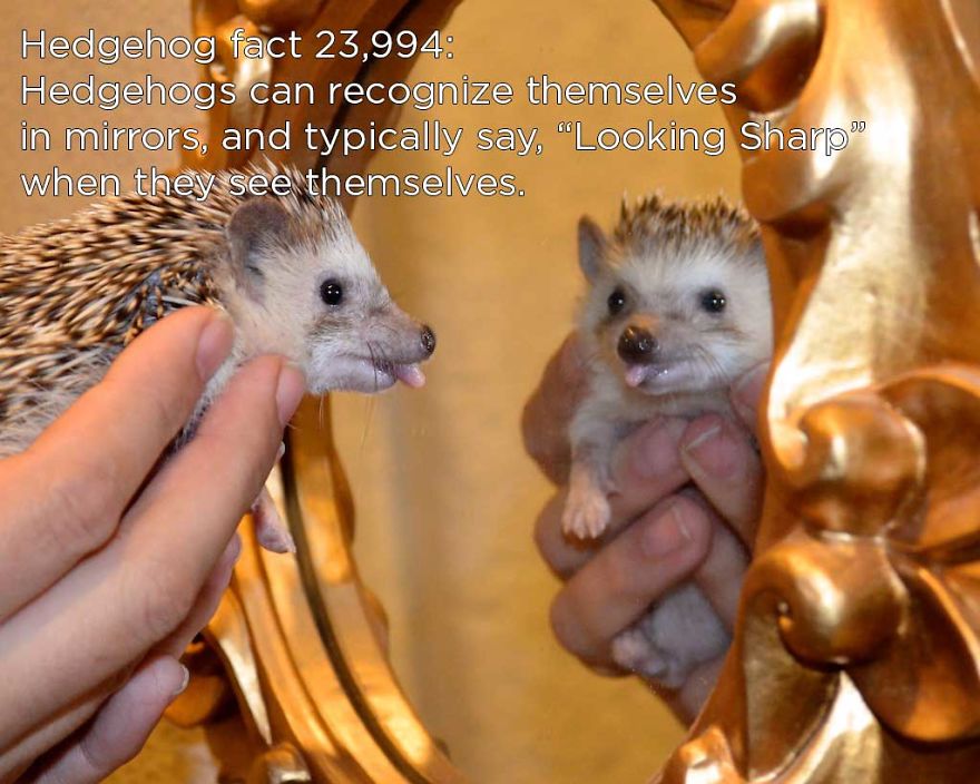 You Won't Believe These Twenty Amazing Facts About Hedgehogs The Government Doesn't Want You To Know