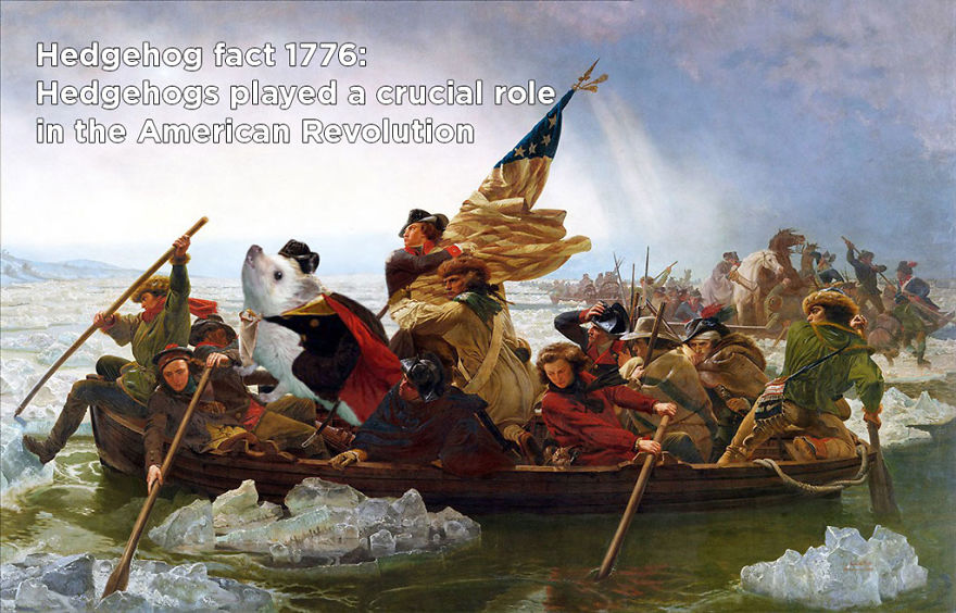 You Won't Believe These Twenty Amazing Facts About Hedgehogs The Government Doesn't Want You To Know