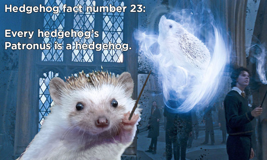 You Won't Believe These Twenty Amazing Facts About Hedgehogs The Government Doesn't Want You To Know