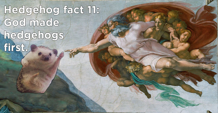 You Won't Believe These Twenty Amazing Facts About Hedgehogs The Government Doesn't Want You To Know