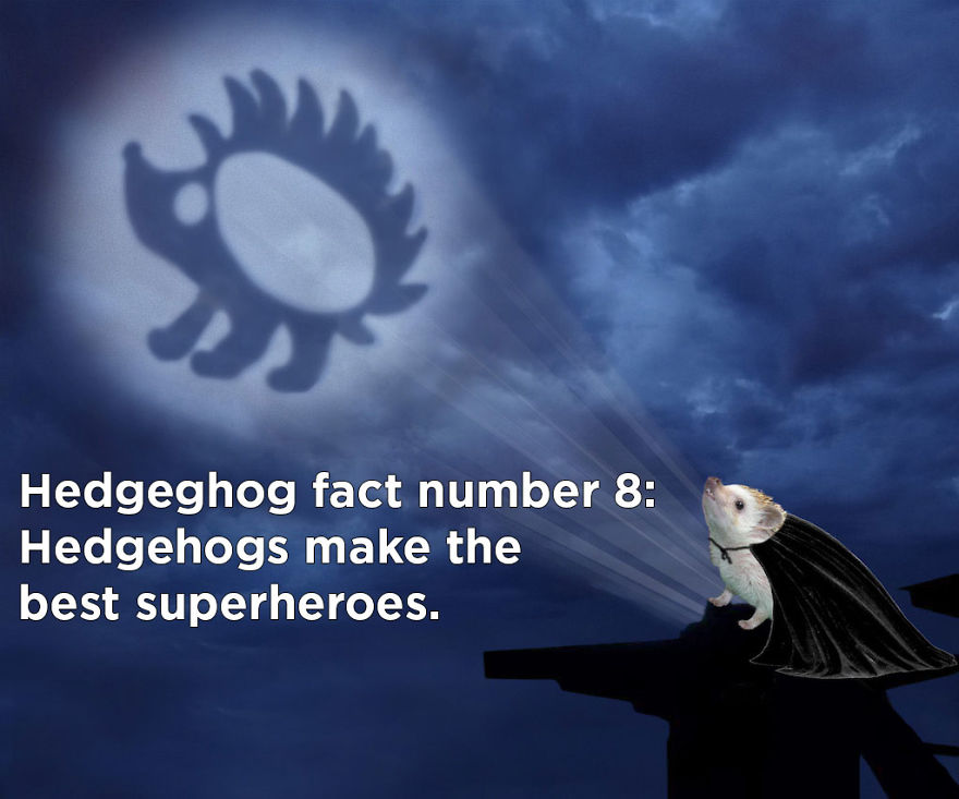 You Won't Believe These Twenty Amazing Facts About Hedgehogs The Government Doesn't Want You To Know