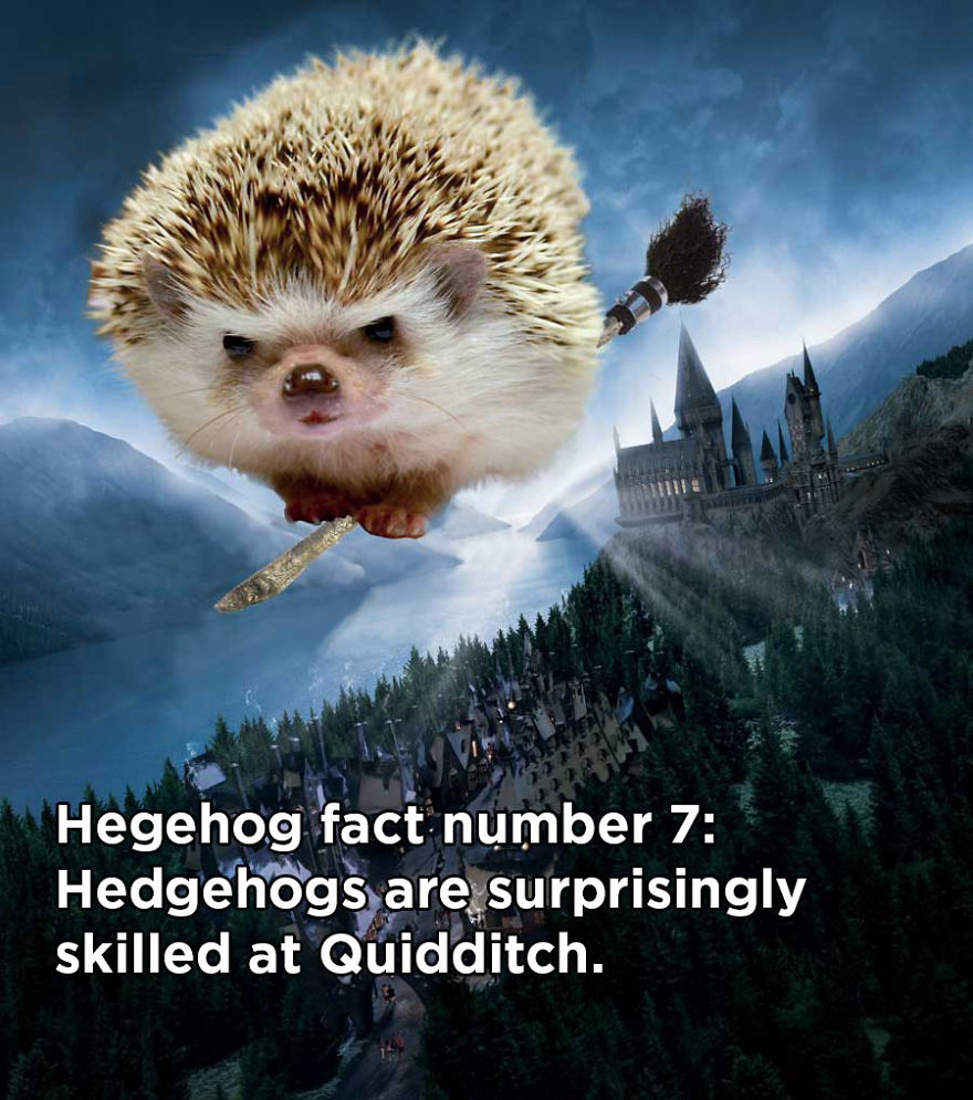 You Won't Believe These Twenty Amazing Facts About Hedgehogs The Government Doesn't Want You To Know
