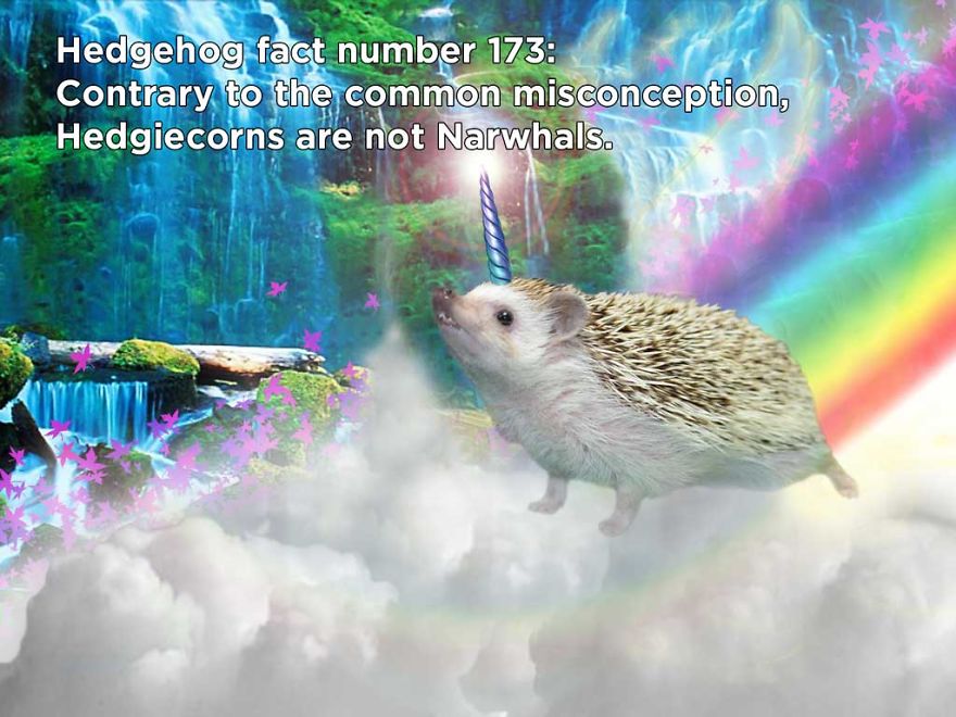 You Won't Believe These Twenty Amazing Facts About Hedgehogs The Government Doesn't Want You To Know