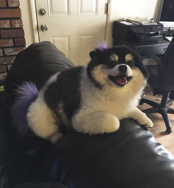 Woman Afraid To Leave Her Dog Alone With Dog Sitter Writes Him List Of Rules, And They Go Viral Woman Afraid To Leave Her Dog Alone With Dog Sitter Writes Him List Of Rules, And They Go Viral