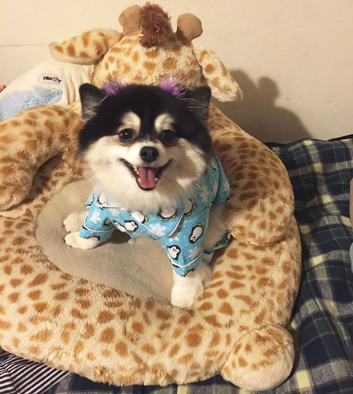 Woman Afraid To Leave Her Dog Alone With Dog Sitter Writes Him List Of Rules, And They Go Viral