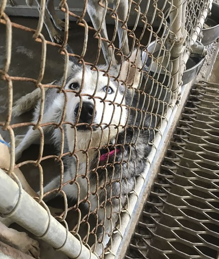 "I Have A Husky Giving Birth In The Back Of My Car. Please Don't Tell My Husband" "I Have A Husky Giving Birth In The Back Of My Car. Please Don't Tell My Husband"