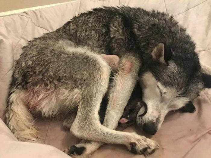 "I Have A Husky Giving Birth In The Back Of My Car. Please Don't Tell My Husband" "I Have A Husky Giving Birth In The Back Of My Car. Please Don't Tell My Husband"