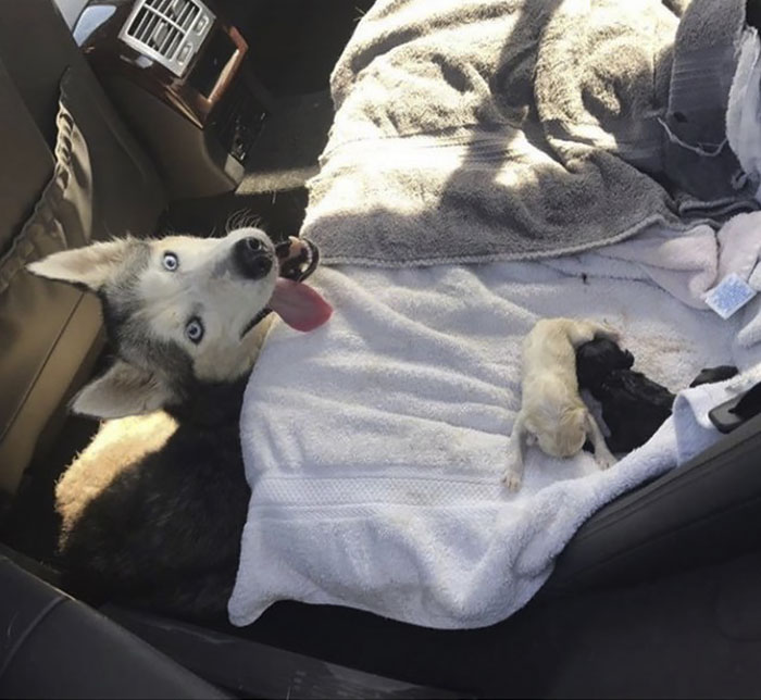 "I Have A Husky Giving Birth In The Back Of My Car. Please Don't Tell My Husband" "I Have A Husky Giving Birth In The Back Of My Car. Please Don't Tell My Husband"