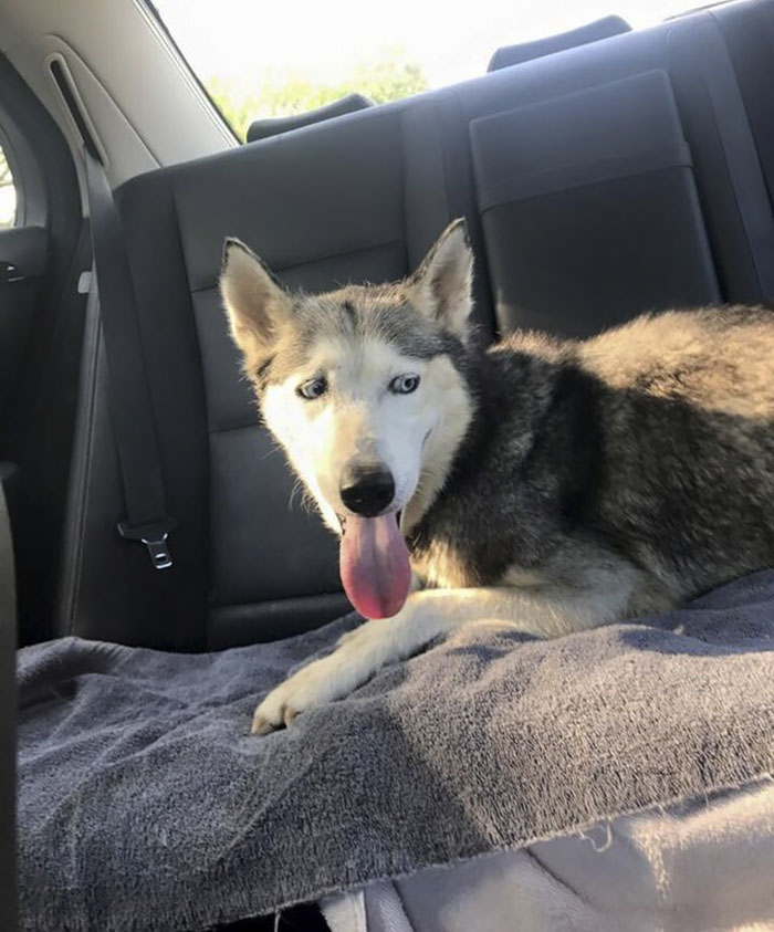 "I Have A Husky Giving Birth In The Back Of My Car. Please Don't Tell My Husband" "I Have A Husky Giving Birth In The Back Of My Car. Please Don't Tell My Husband"