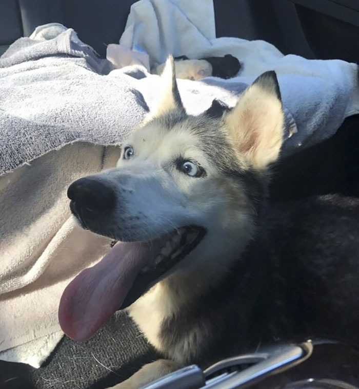 "I Have A Husky Giving Birth In The Back Of My Car. Please Don't Tell My Husband" "I Have A Husky Giving Birth In The Back Of My Car. Please Don't Tell My Husband"