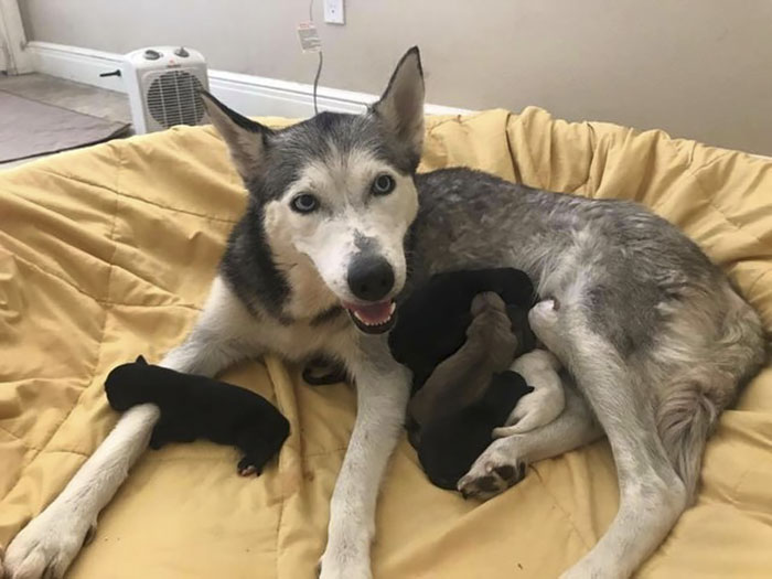 "I Have A Husky Giving Birth In The Back Of My Car. Please Don't Tell My Husband" "I Have A Husky Giving Birth In The Back Of My Car. Please Don't Tell My Husband"