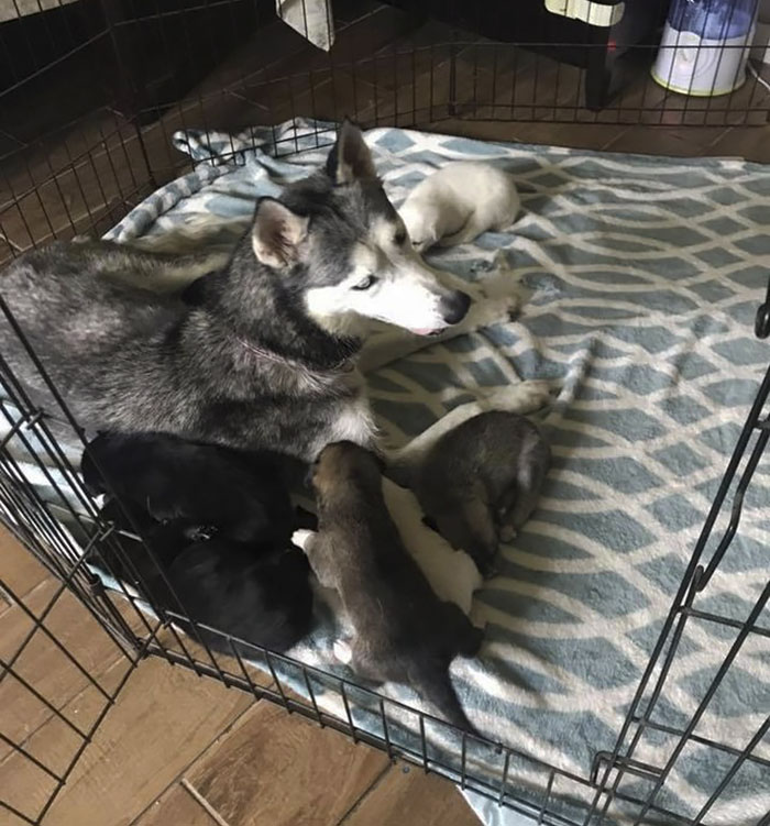 "I Have A Husky Giving Birth In The Back Of My Car. Please Don't Tell My Husband" "I Have A Husky Giving Birth In The Back Of My Car. Please Don't Tell My Husband"