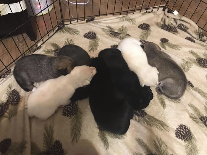 "I Have A Husky Giving Birth In The Back Of My Car. Please Don't Tell My Husband" "I Have A Husky Giving Birth In The Back Of My Car. Please Don't Tell My Husband"