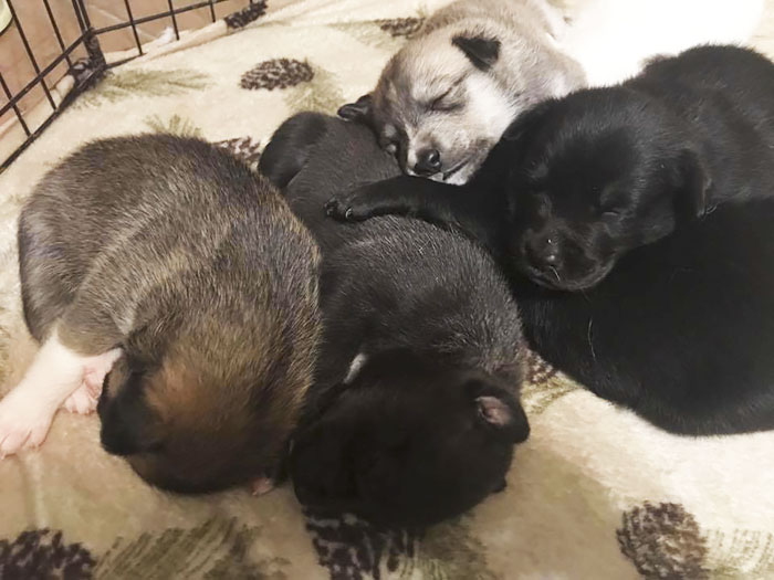 "I Have A Husky Giving Birth In The Back Of My Car. Please Don't Tell My Husband" "I Have A Husky Giving Birth In The Back Of My Car. Please Don't Tell My Husband"