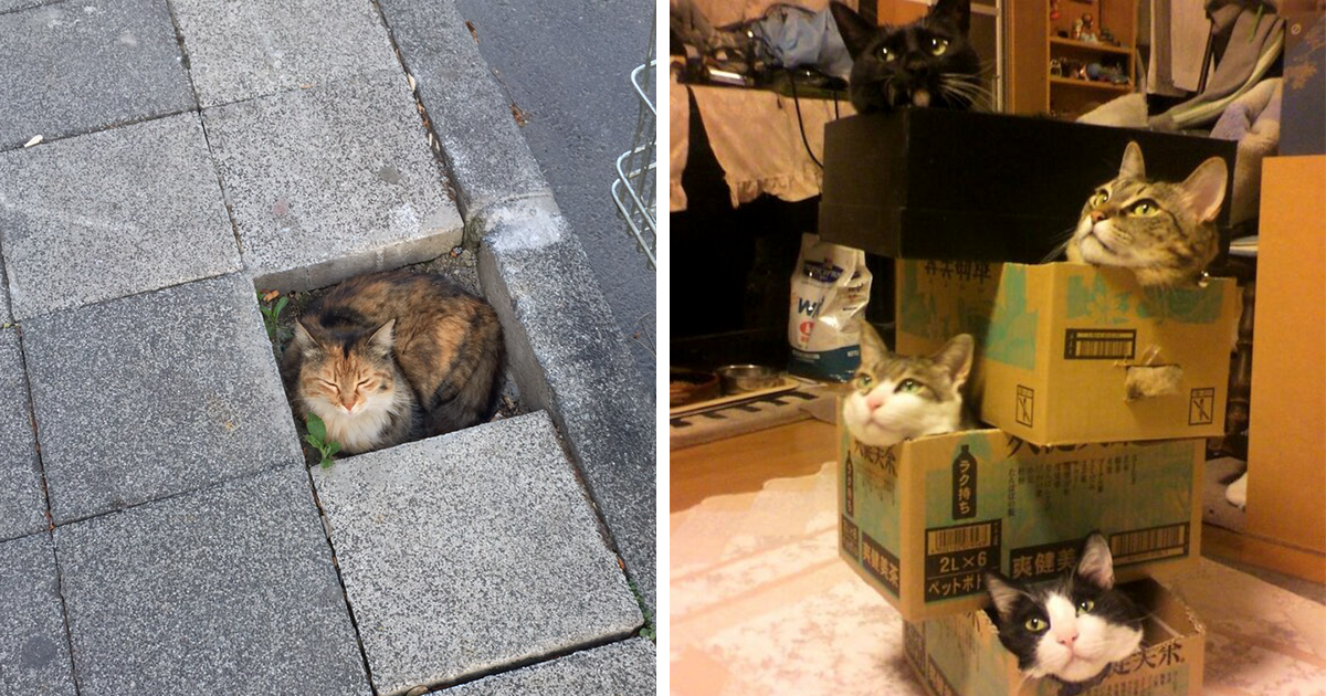 If It Fits, I Sits: Post Your Photos Of Cats Fitting Into The Tightest Spaces