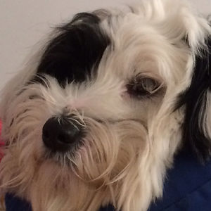 teddybluebell_2 avatar