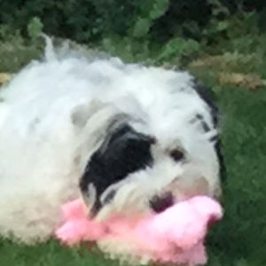 teddypluebell avatar