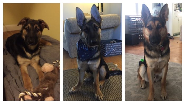 4 Months, 6 Months, 1.5 Years