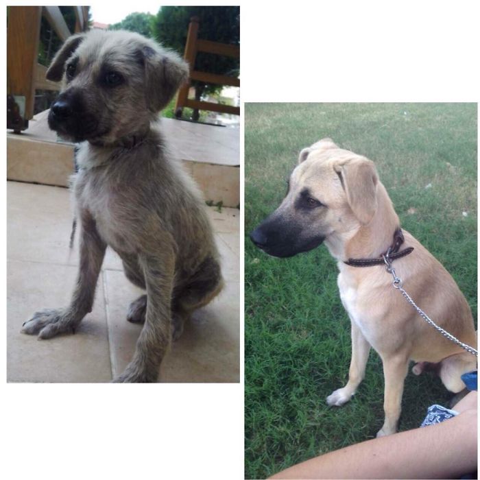 Enrico, Right After The Rescue Vs. 5 Months Later.
