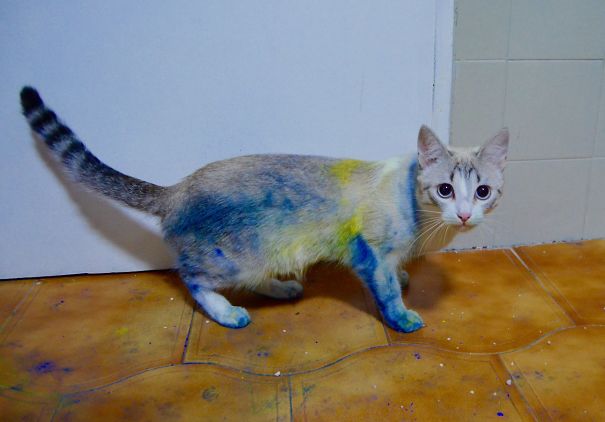 She Found Dyes And Did A Holi Festival Of Colours.