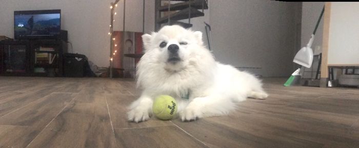 Panorama Made My Dog Wink At Me ;)