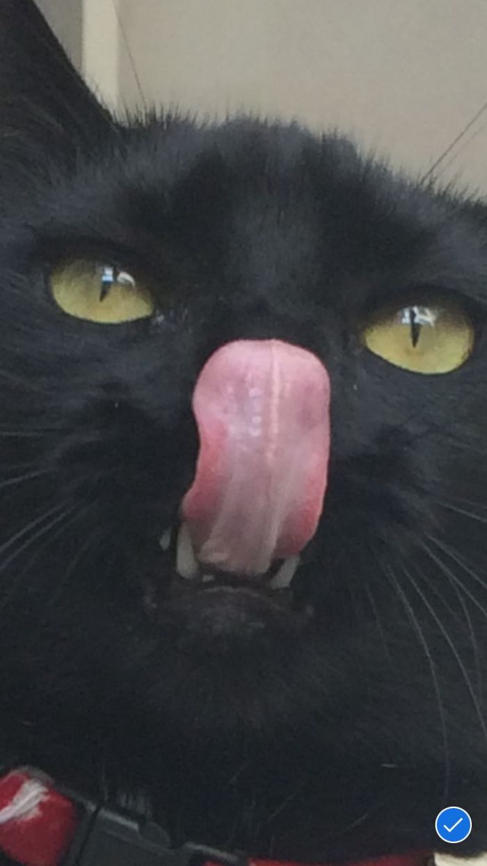 Meet My Beautifully Unphotogenic Cats Meet My Beautifully Unphotogenic Cats