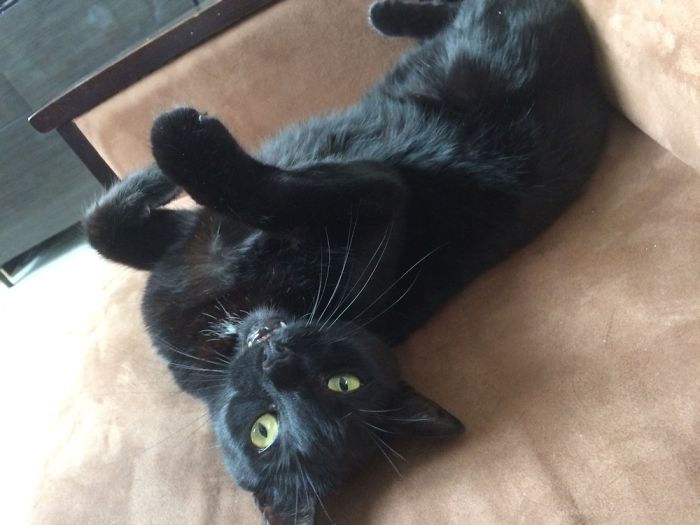 Meet My Beautifully Unphotogenic Cats Meet My Beautifully Unphotogenic Cats