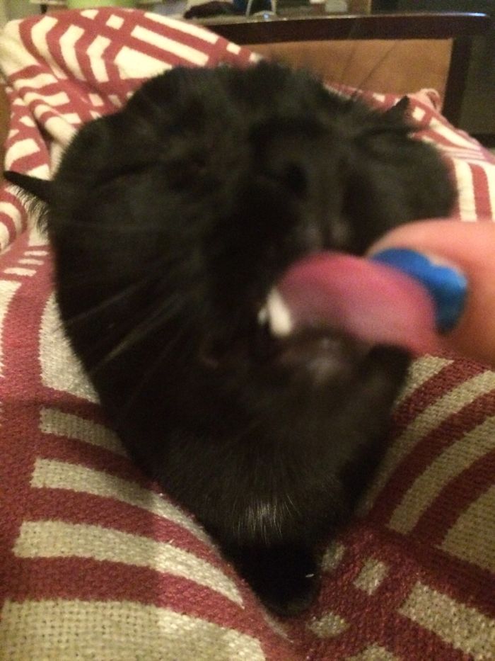 Meet My Beautifully Unphotogenic Cats Meet My Beautifully Unphotogenic Cats