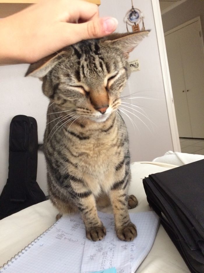 Meet My Beautifully Unphotogenic Cats Meet My Beautifully Unphotogenic Cats