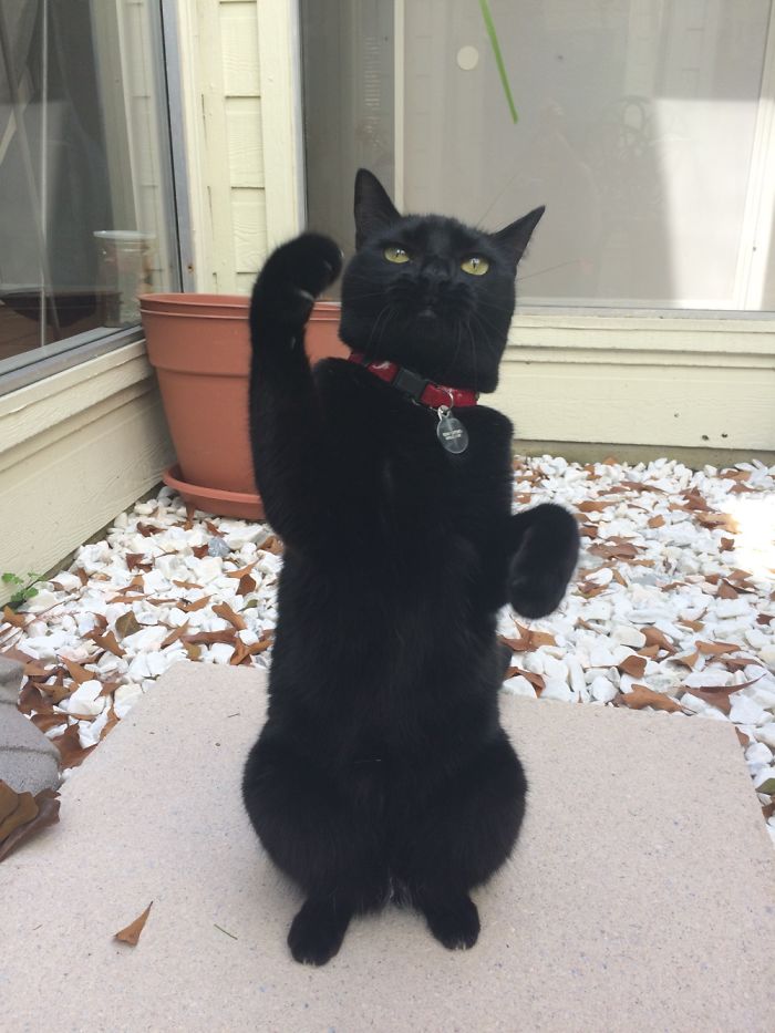 Meet My Beautifully Unphotogenic Cats Meet My Beautifully Unphotogenic Cats