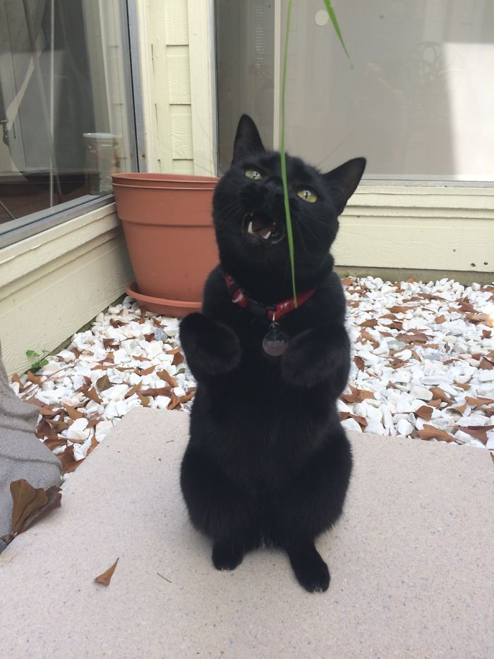 Meet My Beautifully Unphotogenic Cats Meet My Beautifully Unphotogenic Cats