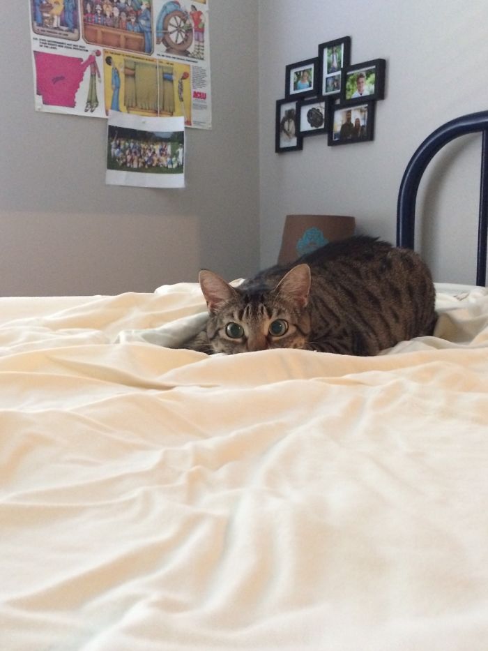 Meet My Beautifully Unphotogenic Cats Meet My Beautifully Unphotogenic Cats