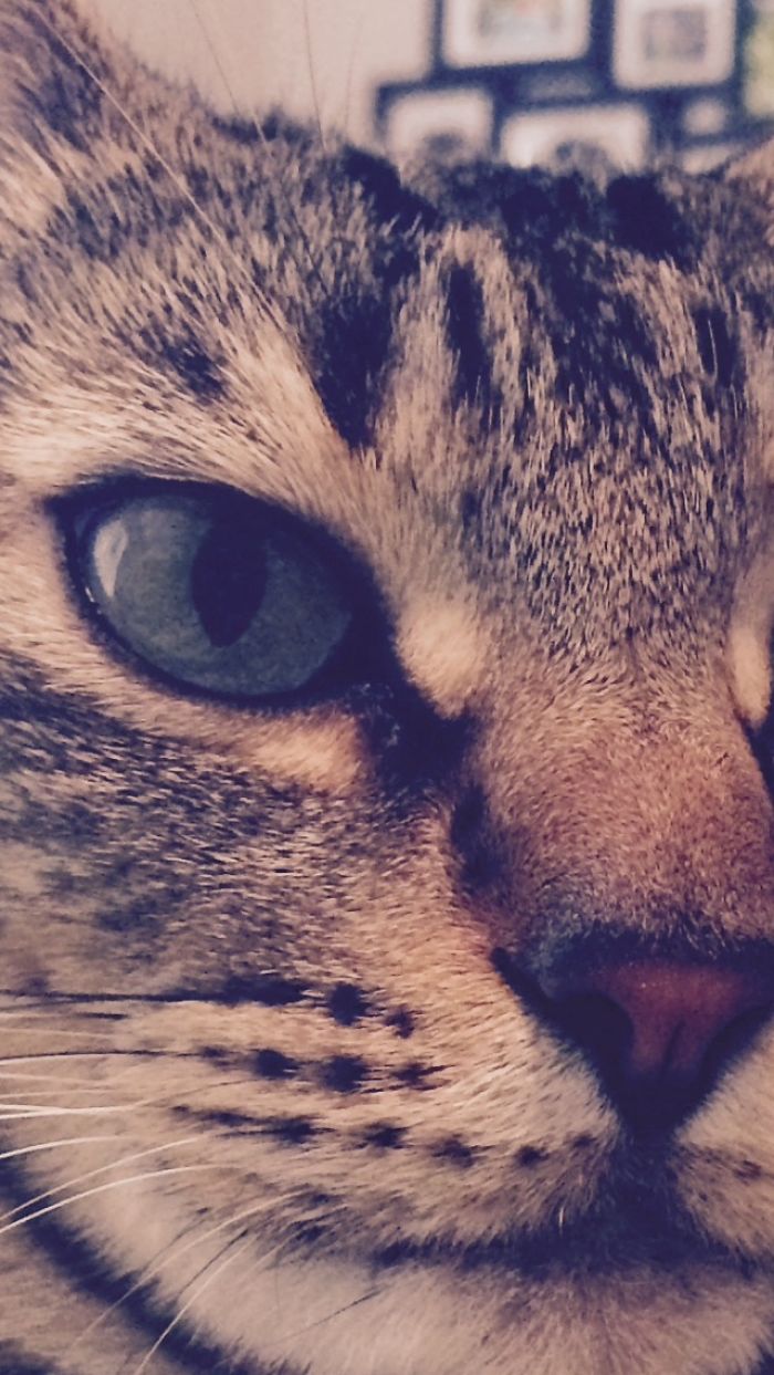 Meet My Beautifully Unphotogenic Cats Meet My Beautifully Unphotogenic Cats