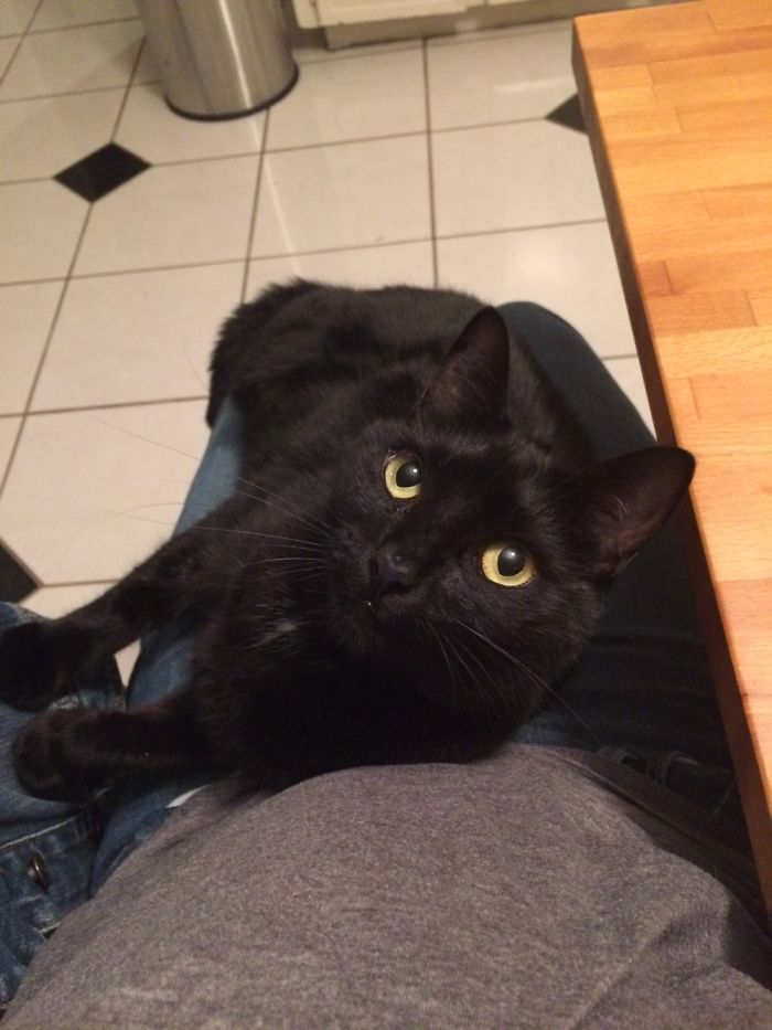 Meet My Beautifully Unphotogenic Cats Meet My Beautifully Unphotogenic Cats