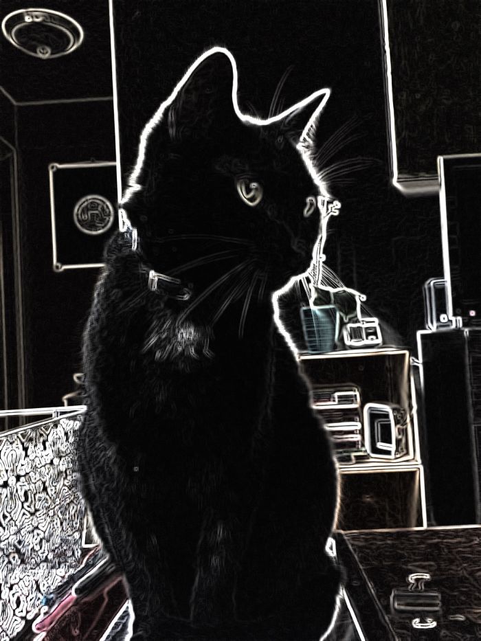 Meet My Beautifully Unphotogenic Cats Meet My Beautifully Unphotogenic Cats