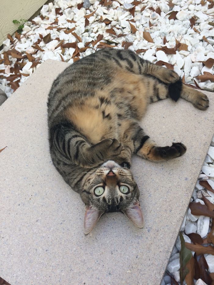 Meet My Beautifully Unphotogenic Cats Meet My Beautifully Unphotogenic Cats